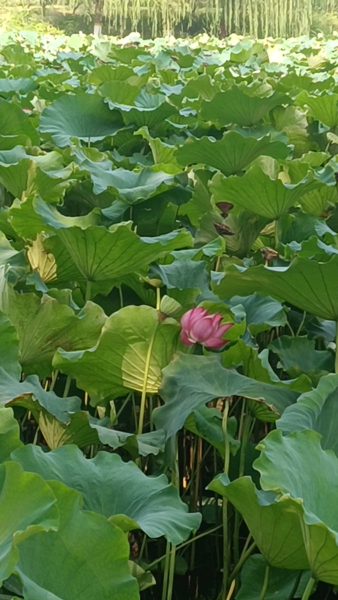 tovlu9150's tweet photo. [ふわりとした毡の上で、吐き出されたため息がほのかな莲の香りを运び、どこかに消えた]， https://t.co/0cY4JE5wfL