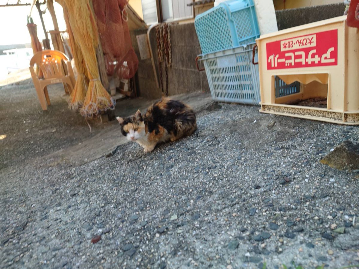 aoshima2020's tweet photo. 秋晴れの爽やかなお天気が続いてる(=^・^=)
もうすぐ秋祭り😻
お魚食べれるかにゃ🐟

#青島
#青島猫
#猫島
#瀬戸内猫島 #猫好き #大洲市青島 https://t.co/JHPhdpuDBr
