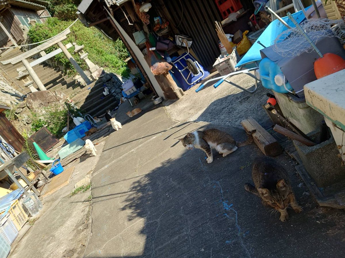 aoshima2020's tweet photo. 秋晴れの爽やかなお天気が続いてる(=^・^=)
もうすぐ秋祭り😻
お魚食べれるかにゃ🐟

#青島
#青島猫
#猫島
#瀬戸内猫島 #猫好き #大洲市青島 https://t.co/JHPhdpuDBr