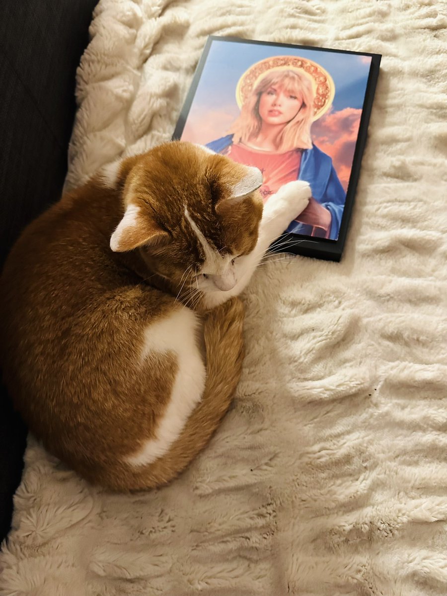 jan_murray's tweet photo. The cat’s a Swiftie https://t.co/s2k6cJBOFQ