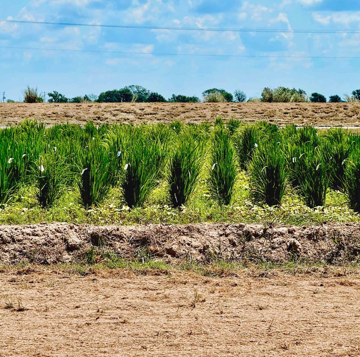 A rural field with rows of tall green plants growing between dry, bare soil. Trees line the distant horizon beneath a blue, partly cloudy sky, with power lines crossing overhead. Small plant markers are visible. No prominent text is present.