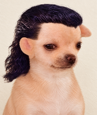 ElPerritoSOL's tweet photo. @itspyrored crime it $perrito https://t.co/awsyVhv9kC