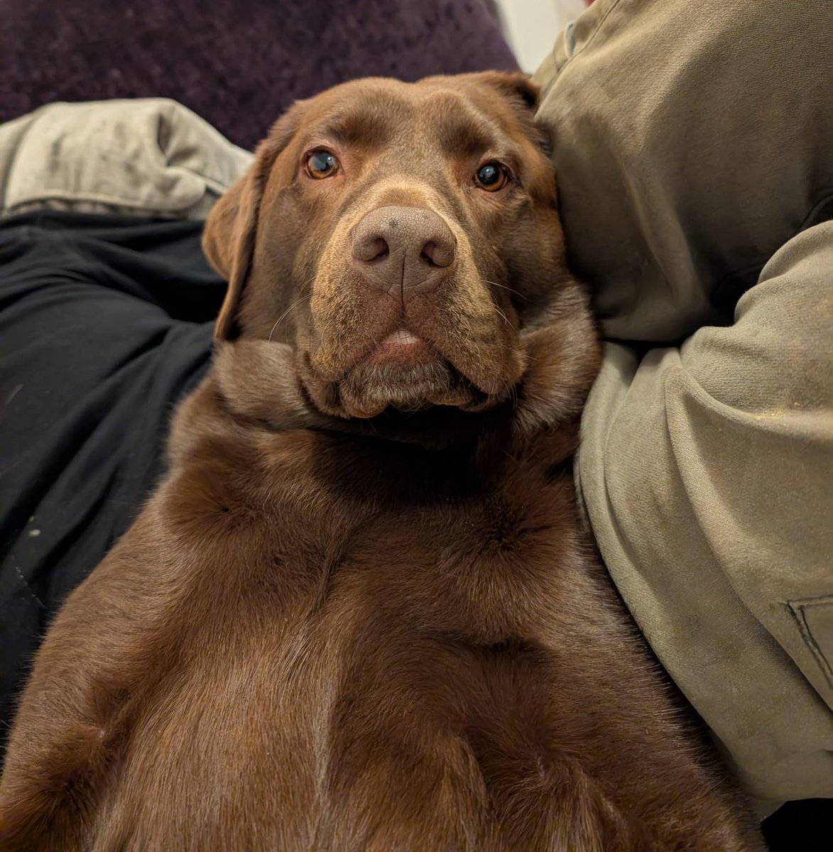 cursedtrinket's tweet photo. @Burf5fwp she was licking yogurt off her face in that photo but she loves cuddles too https://t.co/36zBh8JLnd