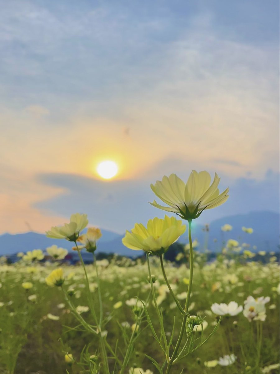origindeiiyan's tweet photo. いい一日を💐 https://t.co/kOObqDoE2j
