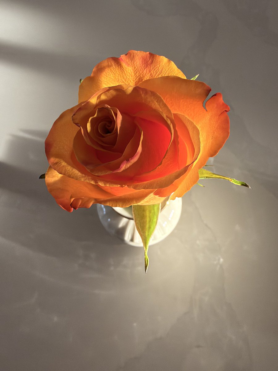 BrandiFrmHarlem's tweet photo. I’ve started a trend of buying myself flowers https://t.co/PCB1sme0p8