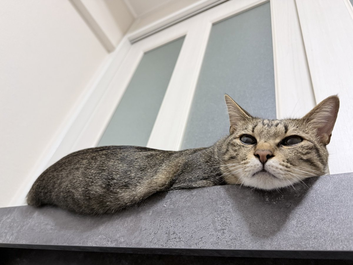 Tonkotsu_cat's tweet photo. 液体とんこつ https://t.co/gF2ZnqpKch