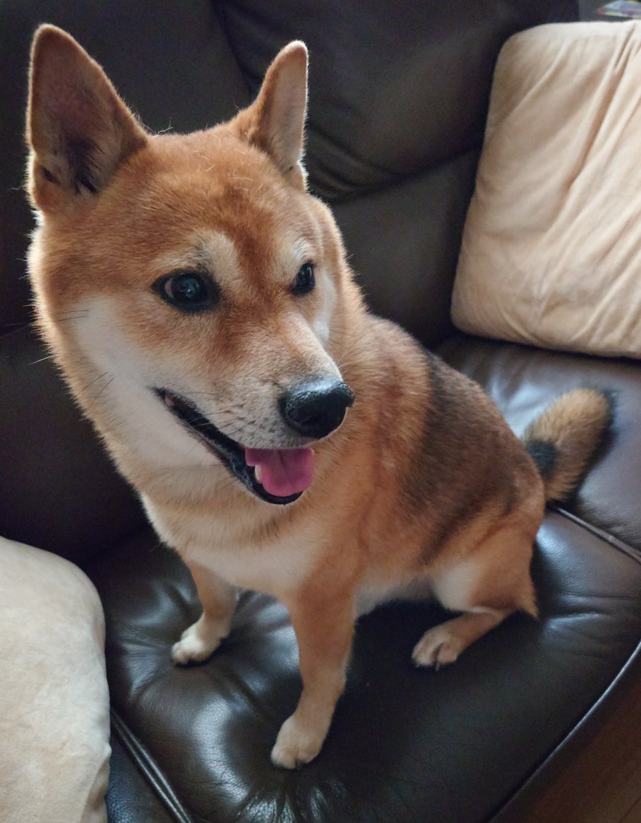 Google36303834's tweet photo. おはようございます🐶 https://t.co/WZGfwmLQXv
