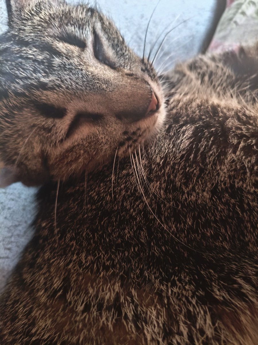 Caitlyngostosaa's tweet photo. Para quem tem gatinho sabe que a doença FIV é muito cruel com nossos bichinhos e que precisa de um tratamento longo e caro. 
Peço para vocês compartilharem e ajudarem na vakinha da @hinata_humilde,  para que sua gatinha tenha uma vida longa e saudável ❤️

https://t.co/JXZzrcpxHC https://t.co/x8vnBgX5dg