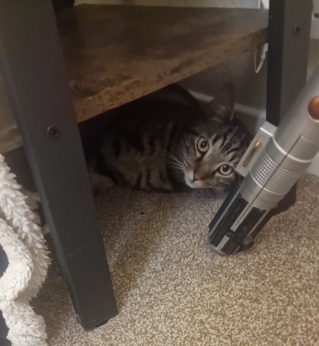 BritishLadyA's tweet photo. Someone else has arrived. . Not helping at all.
Found their voice AND a hiding spot
#gizmo #notmycat #CatLife https://t.co/0K049iKqok