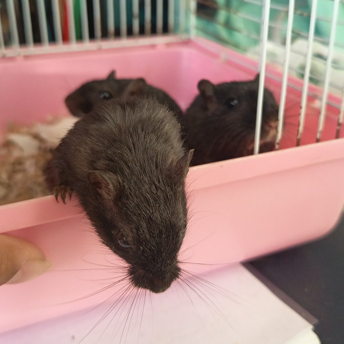 fleshizen's tweet photo. Saqué a mis bebés para limpiarles su casita, saluden https://t.co/Yf19trC389