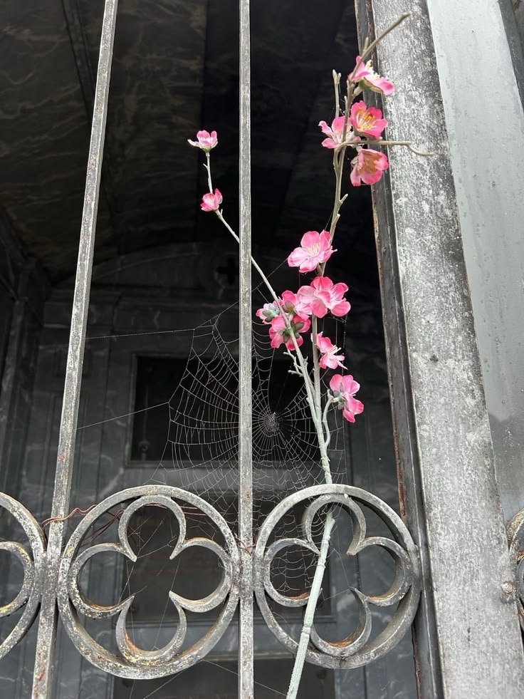 Seoyoeni's tweet photo. i found spring behind an old iron gate, then wore polka dots just to match the mood, 𓂋🪷..ᰍ a little pink, a little mischief, and a glimmer i could not keep to myself. some days feel like soft daydreams, and i think i will wander through this one with a smile and a secret. ♥︎ https://t.co/ukOR3bLY4v