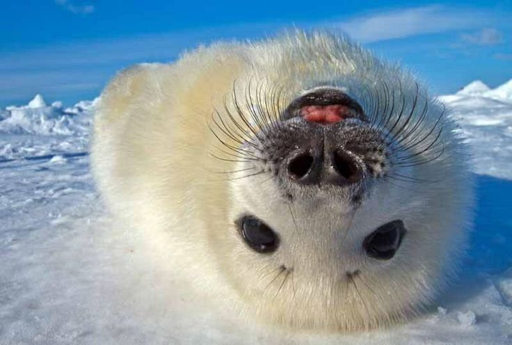 dailysealfacts's tweet photo. funfact, this seal LOVES YOU AND IS PROUD OF YOU!!!!! https://t.co/croKZwUuLk