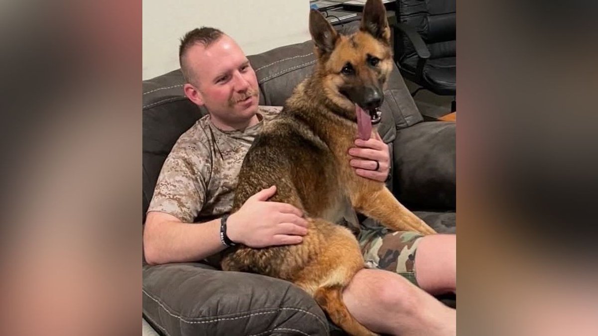 TheRealMadOx's tweet photo. Halifax County, Virginia lost a good one.

K-9 Maddy, a 5 year old Dutch shepherd and Malinois, died unexpectedly Friday after a medical emergency while off duty.

She worked alongside Cpl. Thomas Moore, and she went home with him every night. For a handler, that's not just a partner. That's family.

The sheriff's office says she'll be deeply missed, and you can tell they mean it.

Rest easy, Maddy. Thank you for your service. Cpl. Moore, we're sorry for your loss.