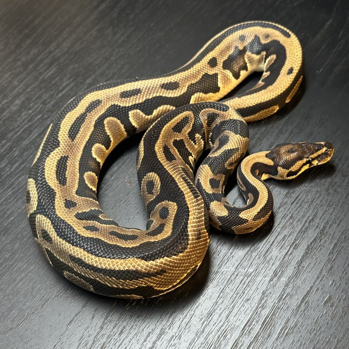 Dnasty0014Y3l tweet picture