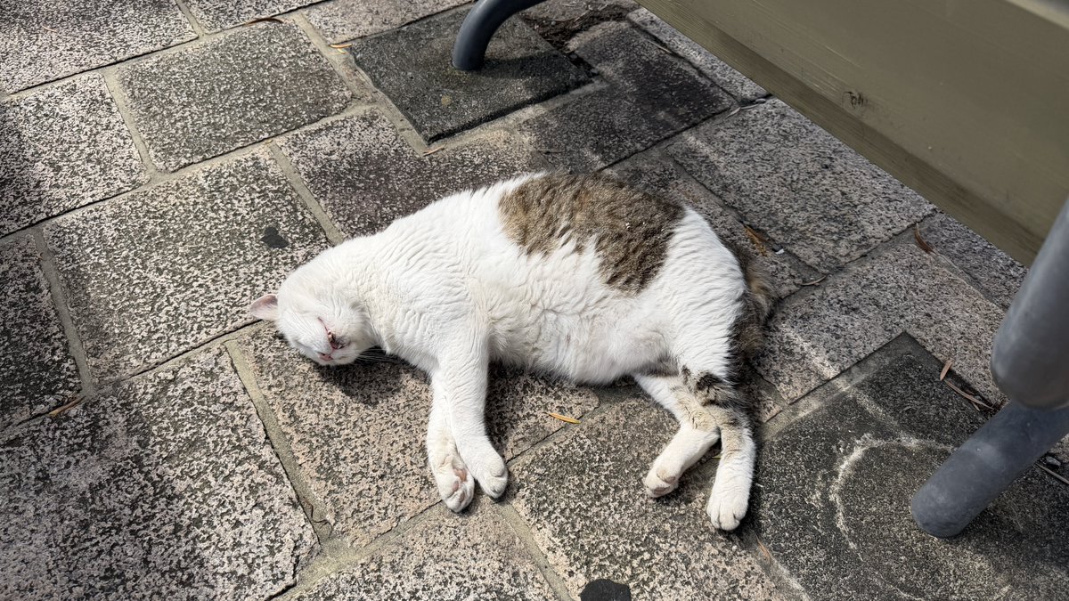 nyantamach222's tweet photo. 猫が落ちてた🐈

地域猫のお腹じゃないよ

どんだけご飯もらってるんだ🍚 https://t.co/qzJXNY7S2Q