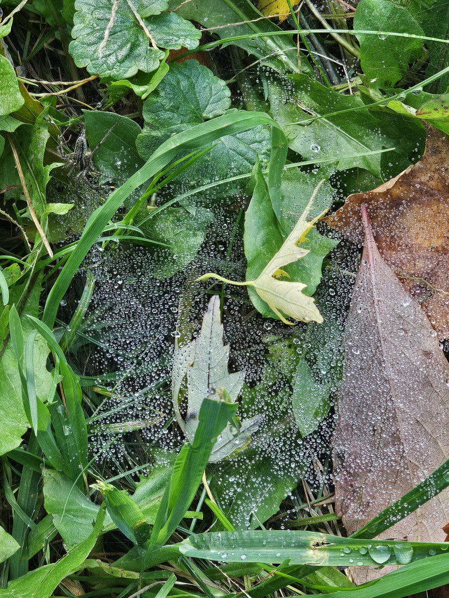 FloofyArt's tweet photo. Here, a cool spider web https://t.co/niFryva7Ef