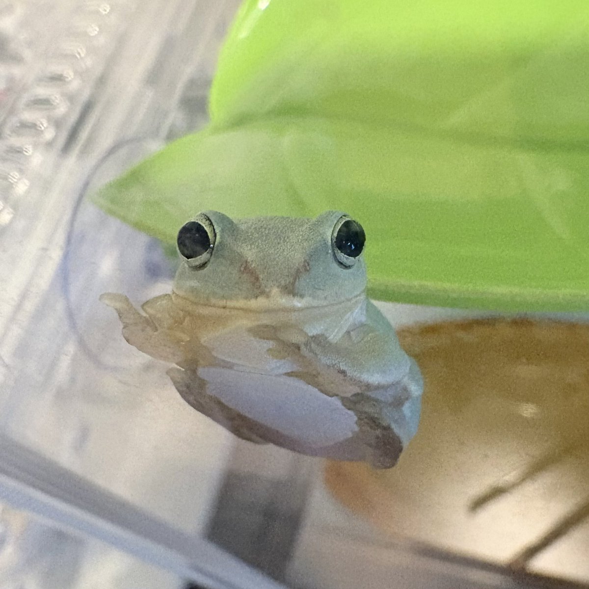 burst1960's tweet photo. おはようございます🐸☀
今週はちょっぴり嬉しい4日勤務。

#チャコガエル #イエアメガエル #シュレーゲルアオガエル #クランウェルツノガエル https://t.co/twOv3BYJcg