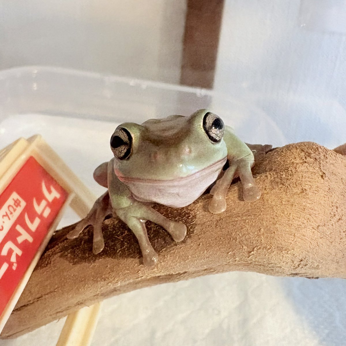 burst1960's tweet photo. おはようございます🐸☀
今週はちょっぴり嬉しい4日勤務。

#チャコガエル #イエアメガエル #シュレーゲルアオガエル #クランウェルツノガエル https://t.co/twOv3BYJcg