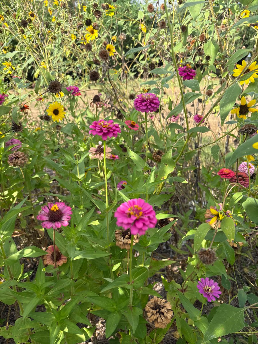 catwrite's tweet photo. October is a good time to plant seeds for spring-blooming wildflowers. Michael Arnold, professor of landscape horticulture in the Texas A&amp;M College of Agriculture and Life Sciences Department of Horticultural Sciences, suggests using a regional seed mix. https://t.co/9RSju6C8fq https://t.co/8fcRNx9RGX