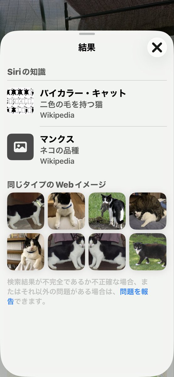 Za3K44's tweet photo. 🐶🐱おはよう☀ https://t.co/BICQIazWoi