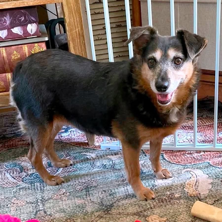 dogs_dc's tweet photo. Monday, October 12, 2026

PLEASE🙏 share for:

Dogs Deserve Better Blue Ridge
1155 Seminole Trail
Charlottesville, VA 22906

(434) 264-6170

BELINDA🐾🐾 IS STILL WAITING FOR HER PERSON! 🛋️

Meet Belinda🐾🐾, a girl who knows exactly what she likes. After some time getting to know her, we’ve learned that she treasures her personal space, and she shines brightest when she’s the one and only pup in the house. All that attention, all those cozy spots, all hers.

Belinda🐾🐾 has done SO well in a home setting. Here’s a peek at her:
✅ House and crate trained
✅ Needs a securely fenced yard (this one is a must!)
✅ Thrives in a patient home where she can take her time and learn to trust
✅ Absolutely LOVES the sofa. It’s her favorite spot in the whole world!

If you’ve ever wished for a companion who’s a little more “cat” than “dog,” Belinda🐾🐾 might be your girl. She’s the type to curl up, keep you company on a quiet evening, and let your bond grow at her own pace. Earning her trust is the sweetest reward.

Could you be the patient, loving home she’s been waiting for? We’d love to tell you more about her! Please fill out an application if Belinda🐾🐾 sounds like your kind of girl. Approved applicants can reach us at adoptable@dogsdeservebetter.org.

🔗 Adoption Application: https://t.co/jvq1Ea2SJd

Always adopt, don’t shop for a dog.🐾🐾

Rescue, Dogs, Rock!🐾🐾

In addition, please have your pets, spayed or neutered!
#adoptme
#rescuedogsrock
#adoptarescuedog
#fosterarescuedog
#fosteringsavesdogslives