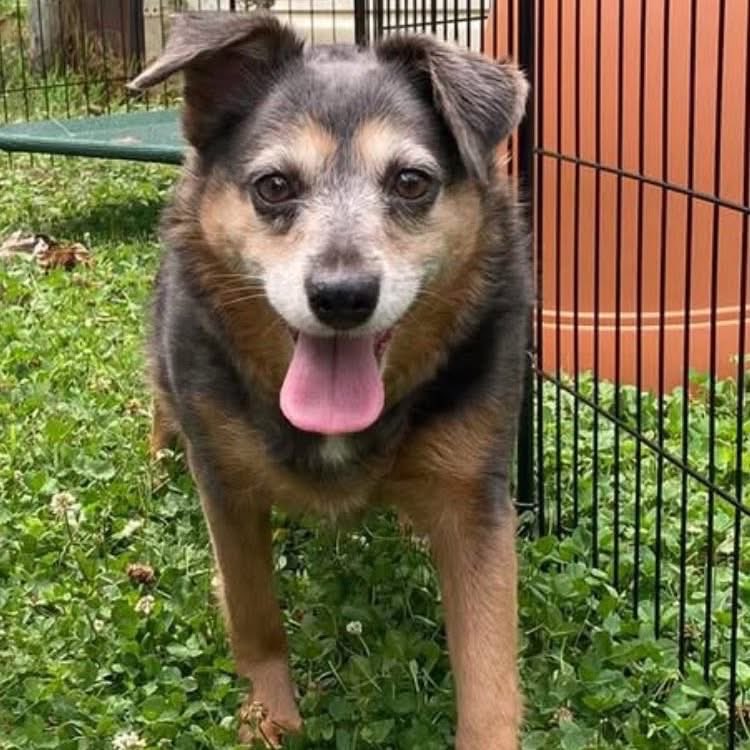 dogs_dc's tweet photo. Monday, October 12, 2026

PLEASE🙏 share for:

Dogs Deserve Better Blue Ridge
1155 Seminole Trail
Charlottesville, VA 22906

(434) 264-6170

BELINDA🐾🐾 IS STILL WAITING FOR HER PERSON! 🛋️

Meet Belinda🐾🐾, a girl who knows exactly what she likes. After some time getting to know her, we’ve learned that she treasures her personal space, and she shines brightest when she’s the one and only pup in the house. All that attention, all those cozy spots, all hers.

Belinda🐾🐾 has done SO well in a home setting. Here’s a peek at her:
✅ House and crate trained
✅ Needs a securely fenced yard (this one is a must!)
✅ Thrives in a patient home where she can take her time and learn to trust
✅ Absolutely LOVES the sofa. It’s her favorite spot in the whole world!

If you’ve ever wished for a companion who’s a little more “cat” than “dog,” Belinda🐾🐾 might be your girl. She’s the type to curl up, keep you company on a quiet evening, and let your bond grow at her own pace. Earning her trust is the sweetest reward.

Could you be the patient, loving home she’s been waiting for? We’d love to tell you more about her! Please fill out an application if Belinda🐾🐾 sounds like your kind of girl. Approved applicants can reach us at adoptable@dogsdeservebetter.org.

🔗 Adoption Application: https://t.co/jvq1Ea2SJd

Always adopt, don’t shop for a dog.🐾🐾

Rescue, Dogs, Rock!🐾🐾

In addition, please have your pets, spayed or neutered!
#adoptme
#rescuedogsrock
#adoptarescuedog
#fosterarescuedog
#fosteringsavesdogslives