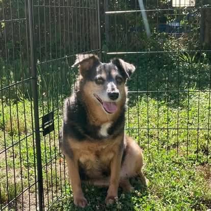 dogs_dc's tweet photo. Monday, October 12, 2026

PLEASE🙏 share for:

Dogs Deserve Better Blue Ridge
1155 Seminole Trail
Charlottesville, VA 22906

(434) 264-6170

BELINDA🐾🐾 IS STILL WAITING FOR HER PERSON! 🛋️

Meet Belinda🐾🐾, a girl who knows exactly what she likes. After some time getting to know her, we’ve learned that she treasures her personal space, and she shines brightest when she’s the one and only pup in the house. All that attention, all those cozy spots, all hers.

Belinda🐾🐾 has done SO well in a home setting. Here’s a peek at her:
✅ House and crate trained
✅ Needs a securely fenced yard (this one is a must!)
✅ Thrives in a patient home where she can take her time and learn to trust
✅ Absolutely LOVES the sofa. It’s her favorite spot in the whole world!

If you’ve ever wished for a companion who’s a little more “cat” than “dog,” Belinda🐾🐾 might be your girl. She’s the type to curl up, keep you company on a quiet evening, and let your bond grow at her own pace. Earning her trust is the sweetest reward.

Could you be the patient, loving home she’s been waiting for? We’d love to tell you more about her! Please fill out an application if Belinda🐾🐾 sounds like your kind of girl. Approved applicants can reach us at adoptable@dogsdeservebetter.org.

🔗 Adoption Application: https://t.co/jvq1Ea2SJd

Always adopt, don’t shop for a dog.🐾🐾

Rescue, Dogs, Rock!🐾🐾

In addition, please have your pets, spayed or neutered!
#adoptme
#rescuedogsrock
#adoptarescuedog
#fosterarescuedog
#fosteringsavesdogslives