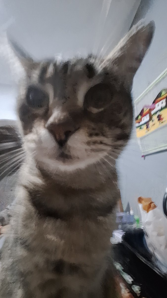 JulianPrex's tweet photo. mi katito. https://t.co/Jf0ZrGD7Eb