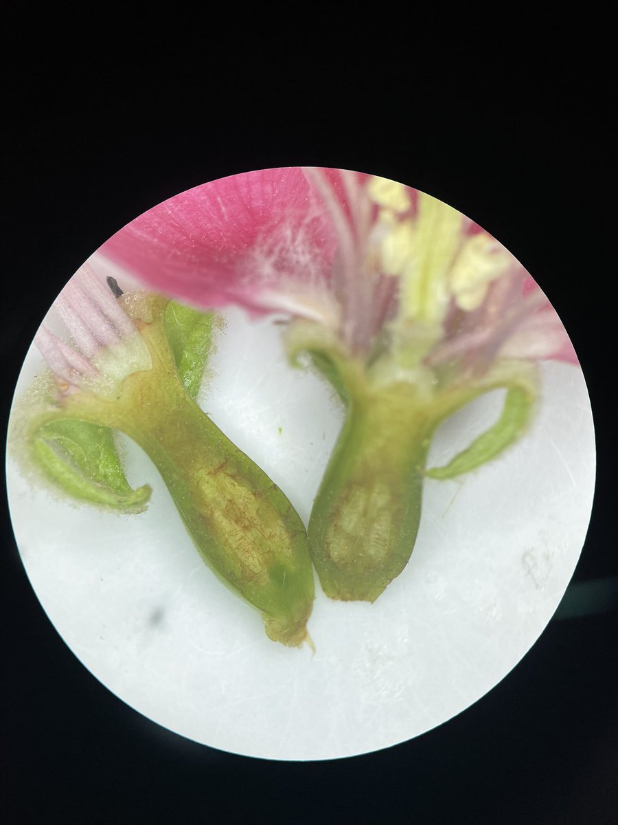 izzyjhlee's tweet photo. my friend studying biology sent me these and they’re such aesthetic pieces https://t.co/T2CC1vBOpU