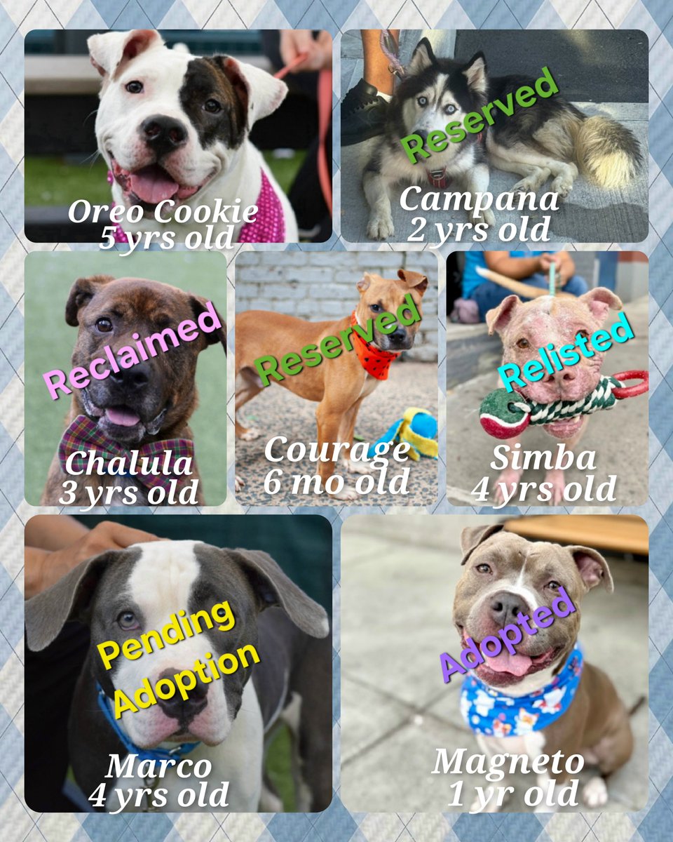 MorgFairsdogs's tweet photo. TAP Pledge Totals 
#PLEDGES #NYCACC 
#MorgFairsDogs 

Kill Commands
Marco $350 (pending adoption)
Oreo Cookie $360 https://t.co/NTzThsRRBa