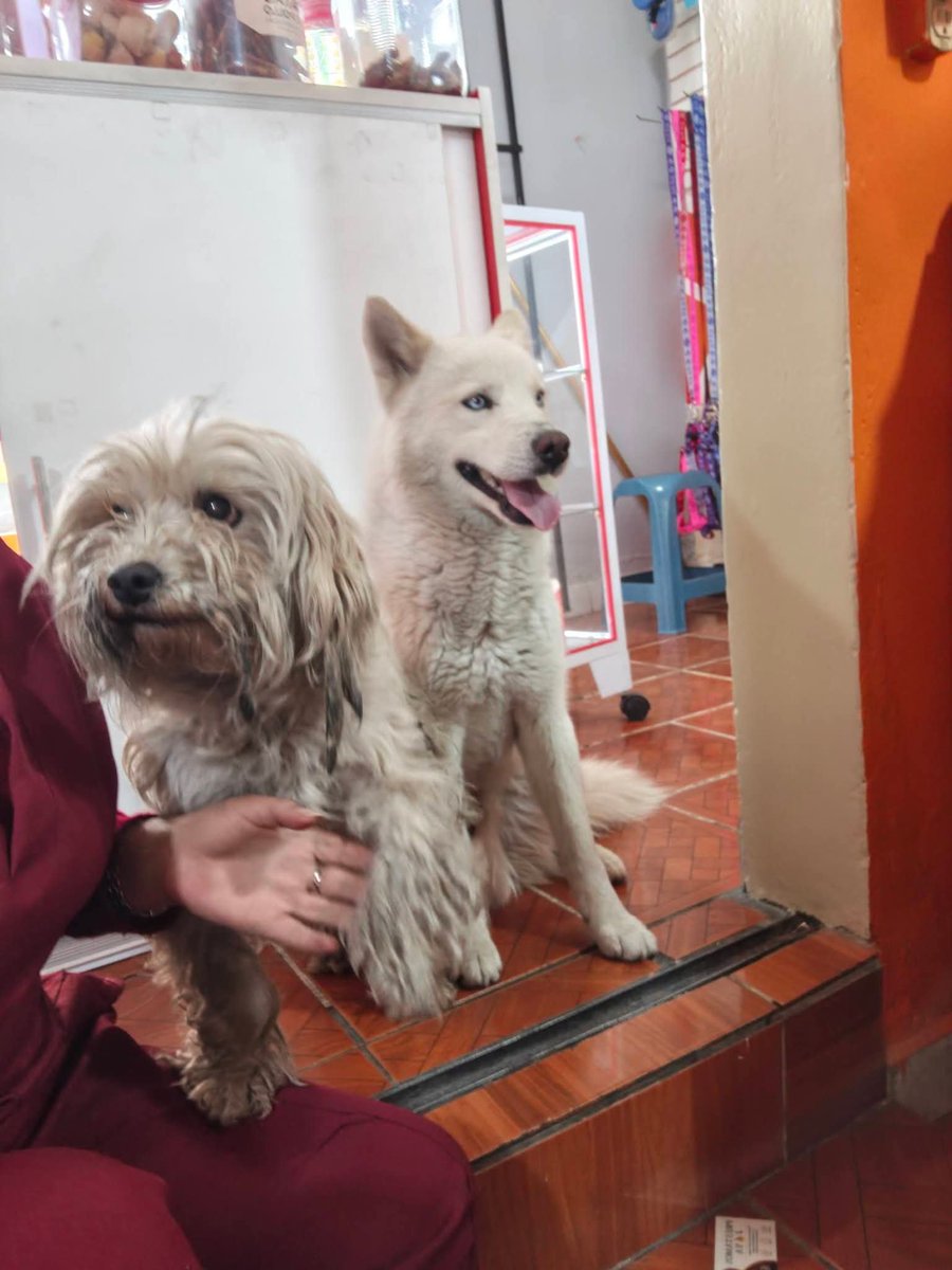 munecamarce's tweet photo. ATENCIÓN 📢
Su ayuda @UBAQuito aunque nunca ayuden. Alguien que los reconozca. Comparto información.
"Se encuentran abandonados en el sector de la ecuatoriana, son súper mansitos y en esta temporada de lluvias fuera bueno que tuvieran un hogar".
RT por favor https://t.co/1zgCleLJH0