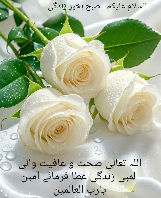 Javed60M's tweet photo. السلام علیکم و رحمت اللہ و برکاتہ 
صبح بخیر https://t.co/21HxAftpjJ