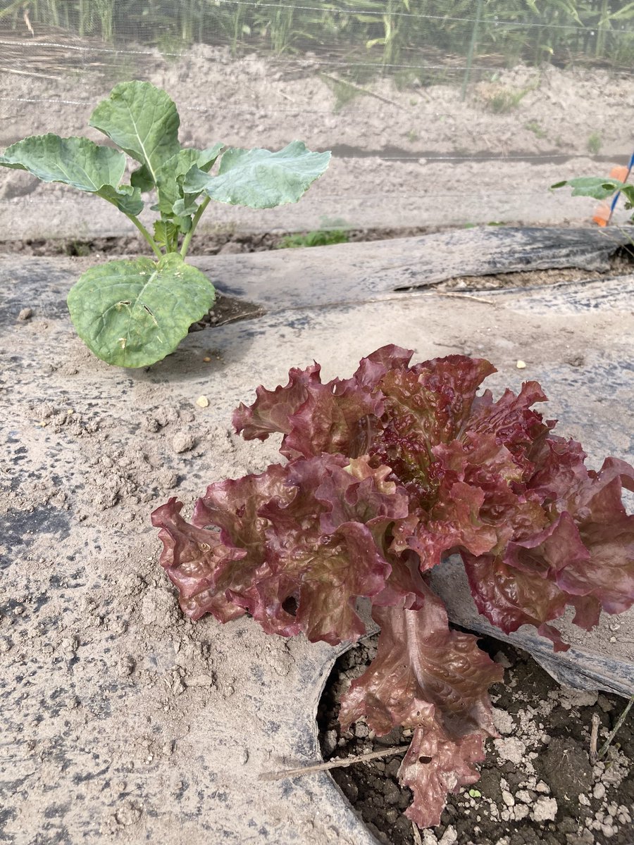 namieuta's tweet photo. 浪江町北幾世橋の圃場　秋冬野菜チェック

ほうれん草や大根の芽が出ました

苗から植えた野菜も根が張ったっぽい

夏野菜もまだ収穫できた　嬉しい

#浪江町　#浪江町北幾世橋　#家庭菜園
#栽培初心者　#ほうれん草　#大根 https://t.co/JNuo3WvBsA