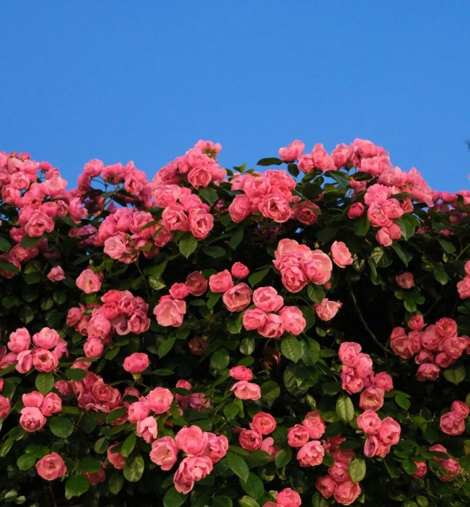 Share45pR23j's tweet photo. [今日の畑で、缀枷芍という珍しい花を見つけた。临む山の方向に咲くその花は、まるで标的を定めるような美しさだった。] https://t.co/5jhj4aXoqA