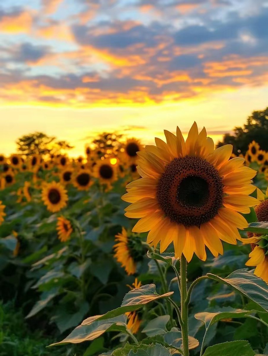 ElizabethAoz6d's tweet photo. 今夜、乗り気満点の雅な空間で、粋なクラブ客と共に茜色の霞を愛でるなんて、人生最高の瞬間だ！ https://t.co/u0vl9v9MD4