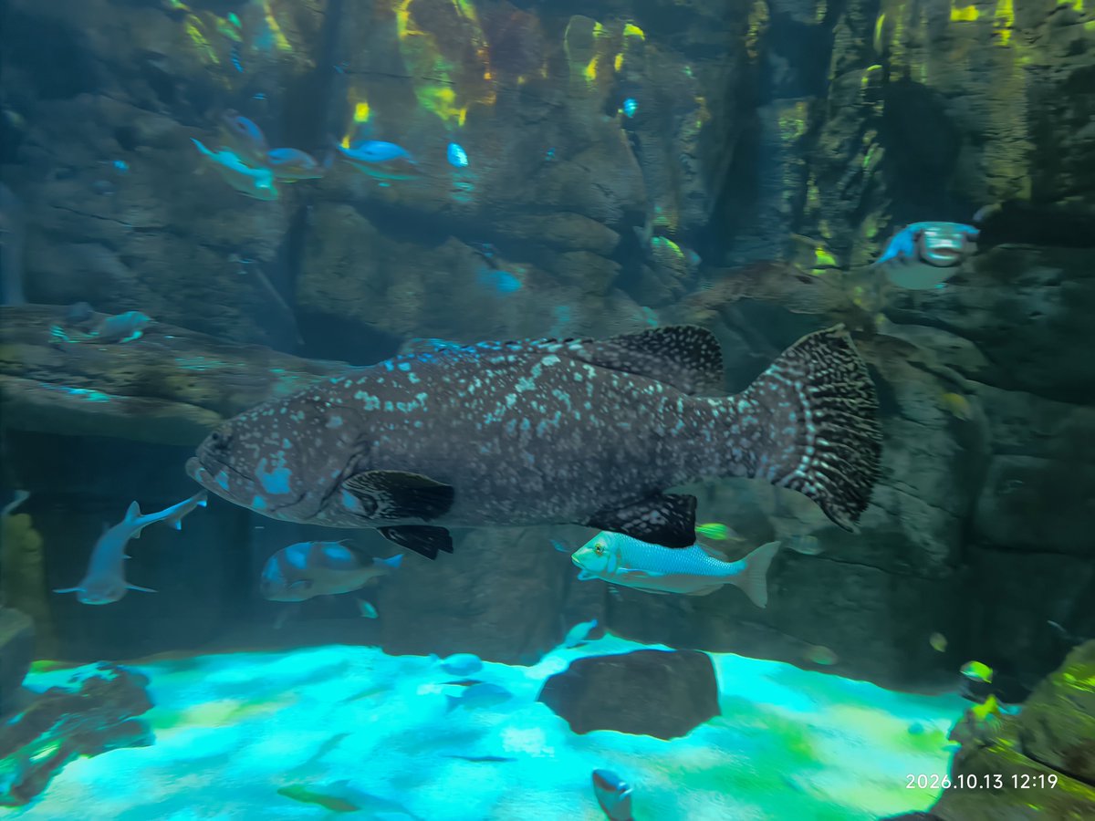 denka1091's tweet photo. 水族館楽しかった。 https://t.co/puZZKE12wG