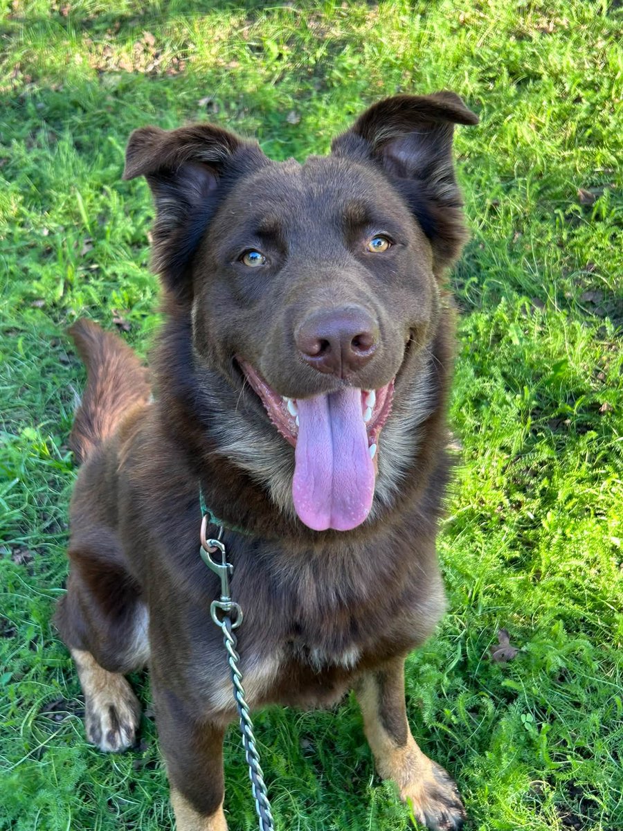 cashsmama08's tweet photo. ‼️FINAL PLEA‼️
🚨DEADLINE for adoption or rescue: Wednesday 10/14, 5 PM🚨
📍Bradshaw Animal Shelter Sacramento.
3839 Bradshaw Rd., Sacramento county.
🔹 Interested Rescues, please email rescue staff- rescue@saccounty.gov
💚Meet Duncan, a 2-year-old chocolate-and-tan Australian shepherd/German shepherd mix with a stunning royal coat and floppy Aussie ears.
💚Duncan is a young knight with a big spirit, but the loud, chaotic shelter is wearing him down fast, causing him to act out in frustration because he cannot get the structure and routine he craves.
💚His energy is huge, his enthusiasm explosive, and without structure he’s becoming overstimulated, jumpy and mouthy out of frustration. Yet beneath all that chaos is a smart, eager boy who shines once you get his attention.
💚He already knows “sit,” "down" and "shake", loves rope toys, and happily rolls over for belly rubs like a knight lowering his shield for someone he trusts.
💚Duncan will thrive with someone willing to guide him, and give him the routine and structure he craves.
💚Although Duncan has met other dogs in playgroups, he wasn’t ready to romp because he was far too busy wooing the lady dogs, ever the gallant knight trying to charm the court.
💚The shelter cannot offer the stability this young noble needs. Duncan is telling us clearly that he’s ready for a quieter kingdom, a home where he can decompress, learn, and grow into the loyal, steadfast companion he’s meant to be. This regal boy is ready to leave the clamor of the battleground behind and step into his forever castle, where he can truly blossom!
PLEASE SHARE DUNCAN EVERYWHERE!🙏💚
