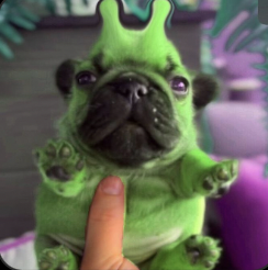 akazadevs's tweet photo. We need another cute animal runner in the trenches.

Presenting GLUB, the Glorp Pug.

I found this little guy on tiktok, the video has over 20 million views already. He is also featured on the know your meme page for "glorp posting."

https://t.co/dXWoWZUR03 https://t.co/9FS1tki809