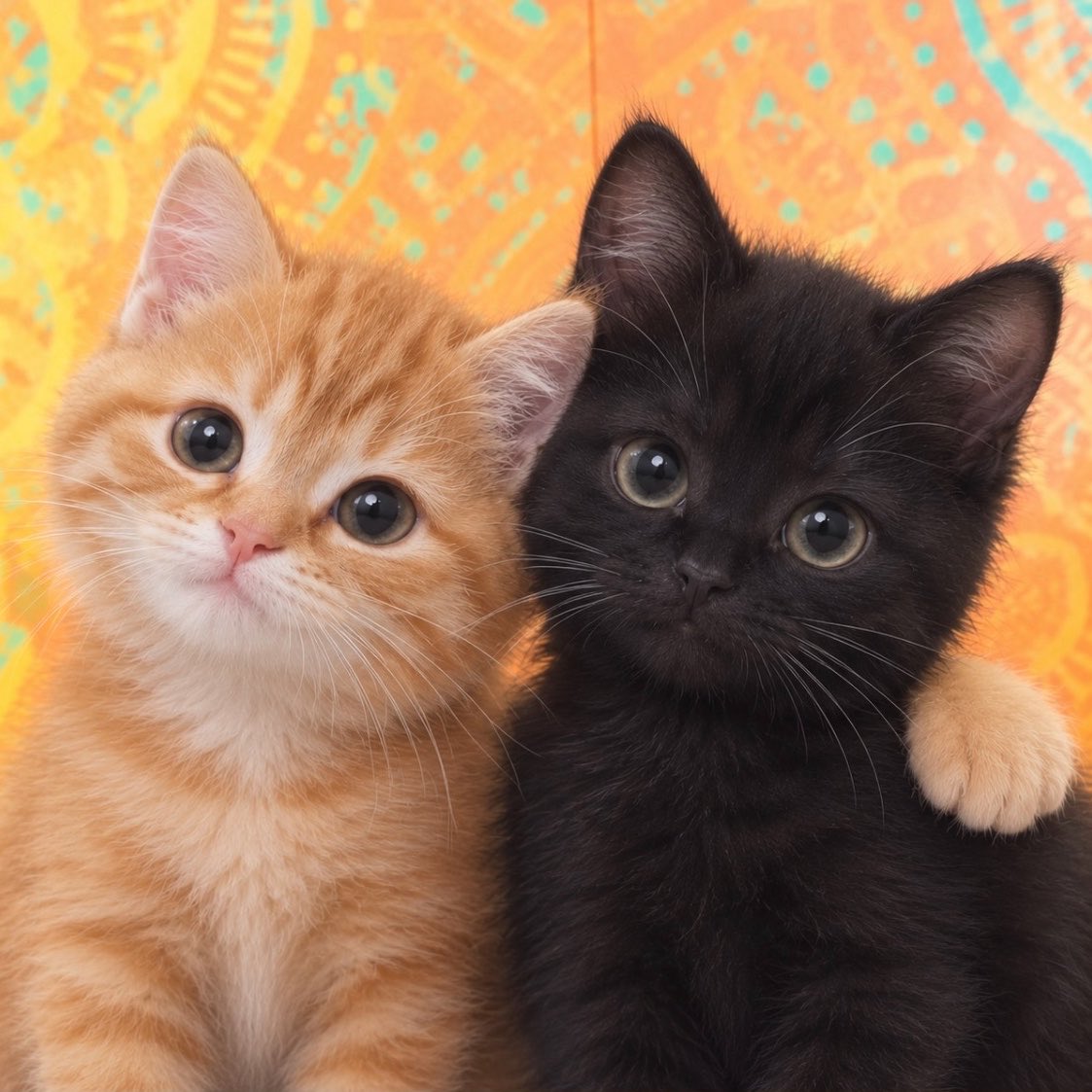 imnoknang's tweet photo. 𓈒 𐔌🐈🐈‍⬛ ꒱* https://t.co/WQQ8bZdbtK