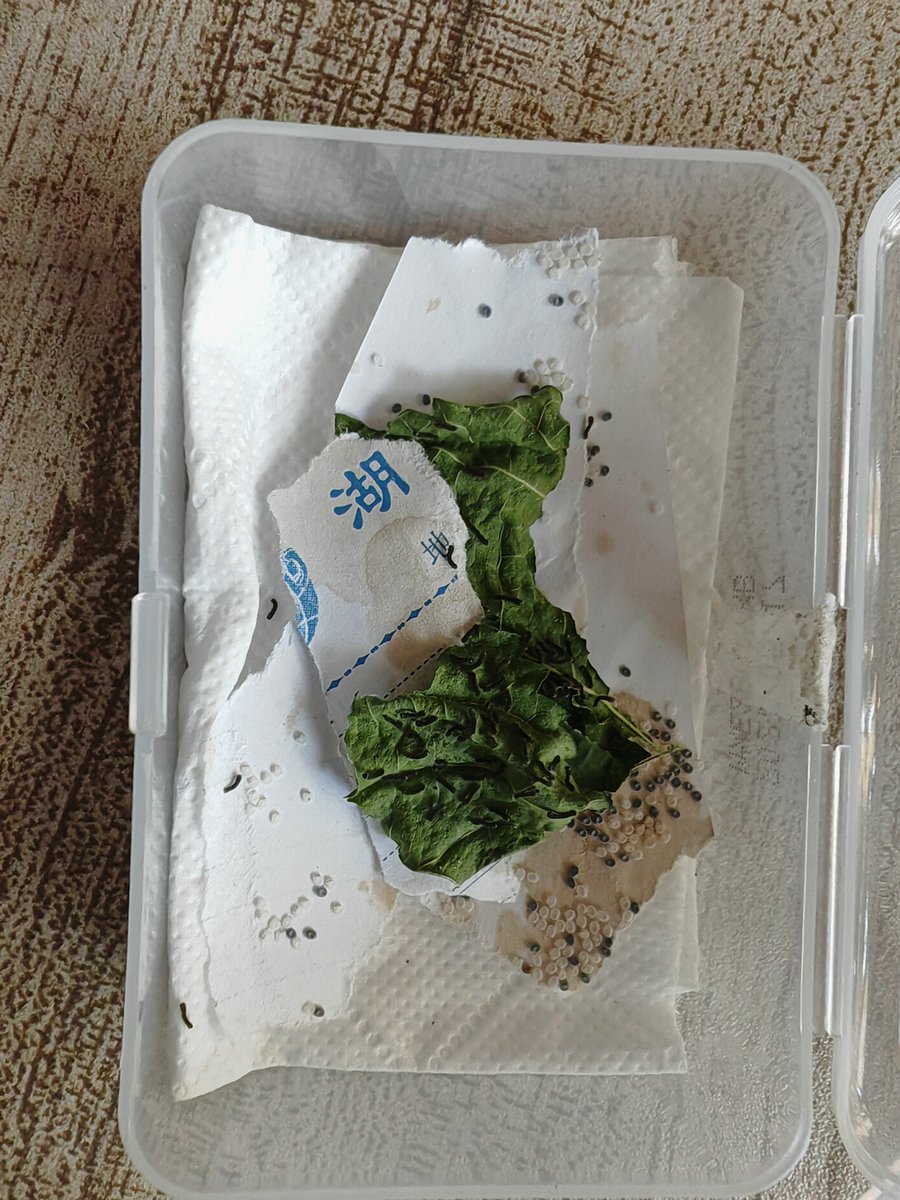HarleyColvvy's tweet photo. 「新しい飼育箱の中で、蚕が静かに動くのを見ながら、君にお願いがあるんだ。今使ってる針はどこかで借りれないかな？」 https://t.co/RRGda1rN63