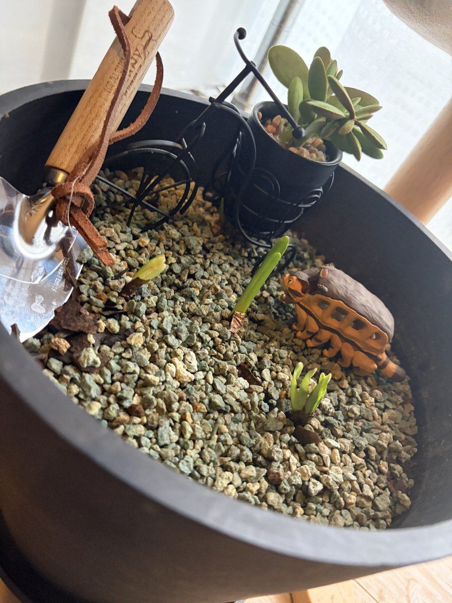 piramochan's tweet photo. 彼岸花植えてから2週間。目が出てきた🌱 咲くのに３年かかるそう... https://t.co/JQbOuDVhc3