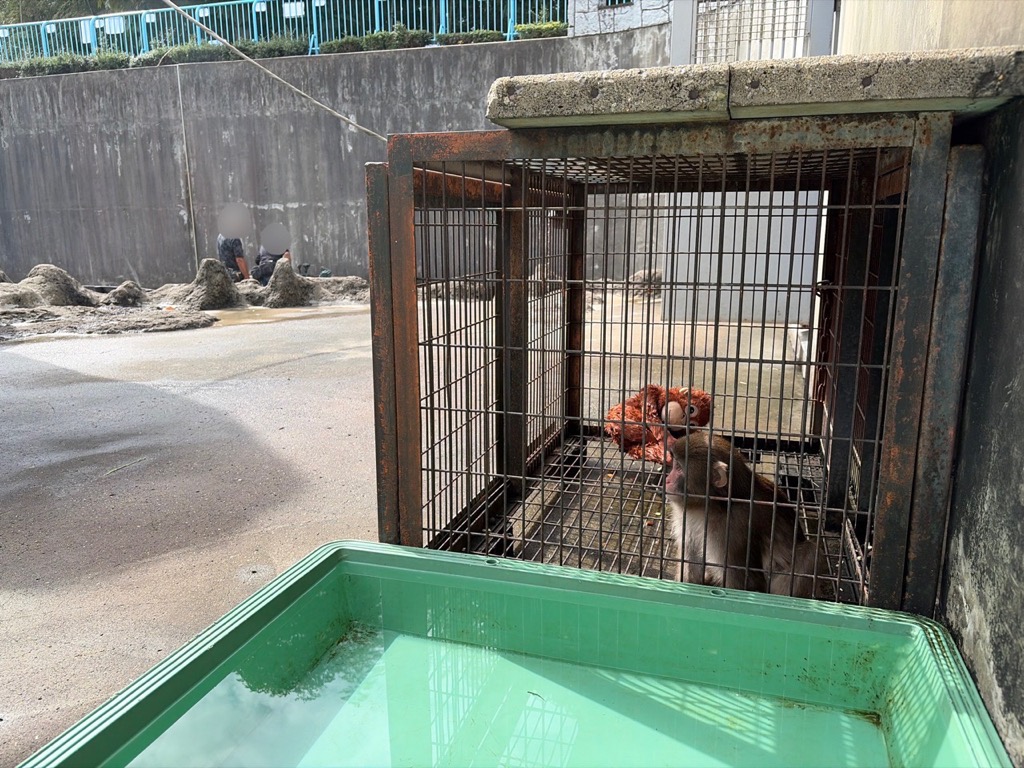 ichikawa_zoo's tweet photo. こちらは土場の設置作業の様子。
作業日は全頭をバックヤードに収容します。
なので毎日作業というわけにはいきません。

土場の設置で隠れ場所が増え、
土の感触を提供できます。
草が生え、餌を探す行動も見られるでしょう。
飼育員も、サル達がどう使うか楽しみのようです！

#市川市動植物園 https://t.co/7VVyB2LiL2