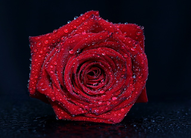 ThreadsWerindia's tweet photo. 🌹 A beauty staple for generations, rose water can refresh, soothe, and revitalize your skincare routine naturally.
✨ Discover why it's a timeless favorite: https://t.co/PItzL8bLH0
#RoseWater #SkincareTips #NaturalBeauty #Threads https://t.co/mlTYO8xm1m