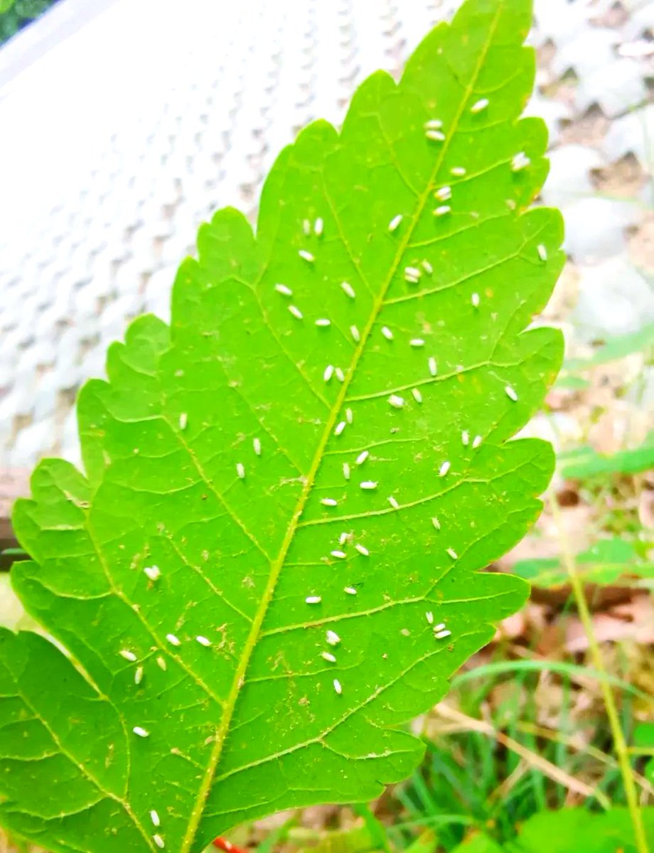 HarperBlakgdk's tweet photo. [植物に現れた奇妙な虫。蚜非匣、その正体は？農園で謎の発見。] https://t.co/nPiytK1tbX