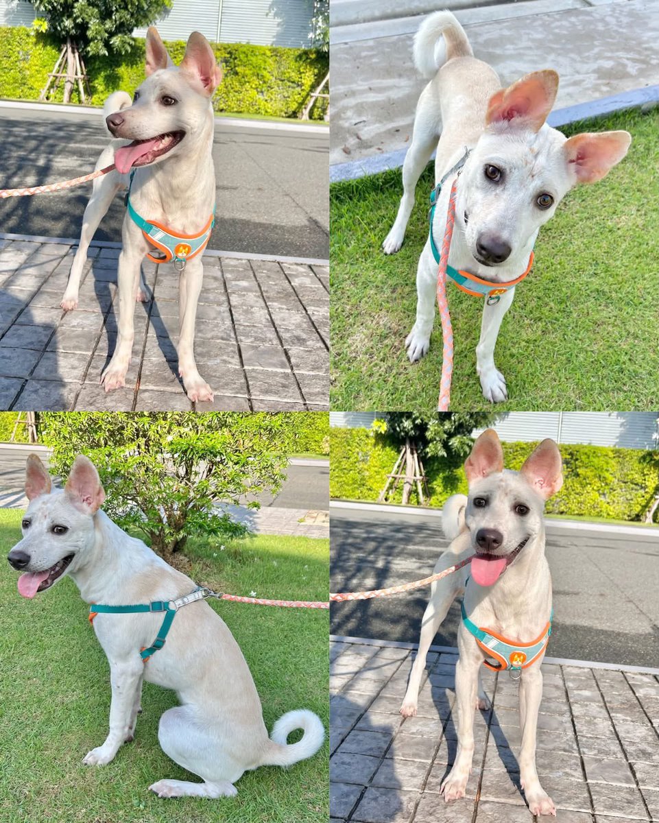 malimalineee's tweet photo. 🏠💜 มันม่วงกำลังรอ “บ้านหลังสุดท้าย” 🐶🐾

🐶 มันม่วง ลูกหมาพันธุ์ไทย เพศผู้ อายุ 6 เดือน

ครั้งหนึ่งเขาเคยถูกทิ้งให้อยู่ลำพังใต้ต้นไม้ ทั้งหิว ทั้งเจ็บ และไม่มีใครดูแล 🥺 วันนี้เขารอดมาได้แล้ว แต่ยังขาดสิ่งสำคัญที่สุด… “บ้านที่อบอุ่น”

💜 มันม่วงเป็นเด็กพลังเยอะ ชอบวิ่ง ชอบกระโจน มีงับมือเล่นบ้างตามวัย แต่ก็ขี้อ้อน ชอบนั่งตักและให้คนลูบหัว

เราอยากให้เขาเติบโตในบ้านที่มีคนรัก เข้าใจ และไม่ทอดทิ้งเขาไปตลอดชีวิต เพราะทุกวันที่ผ่านไป มันม่วงก็โตขึ้นเรื่อย ๆ แต่ยังไม่มีบ้านเป็นของตัวเอง 🏠

📌 ไม่มีค่าใช้จ่าย ขออนุญาตคัดบ้าน
ขอครอบครัวที่พร้อมดูแลเขาไปตลอดชีวิต เพื่อให้ที่นี่เป็นบ้านหลังสุดท้ายของมันม่วง 💜

📩 สนใจอุปการะ ทักแชทได้ที่
FB: Chanthirawadee Panpoca

☎️ สอบถามคุณตุ๊ก 081-810-1406

🥺 ขอให้มันม่วงได้รู้จักคำว่า “รักและไม่ถูกทิ้ง” สักครั้งนะคะ 🐶💜🏠