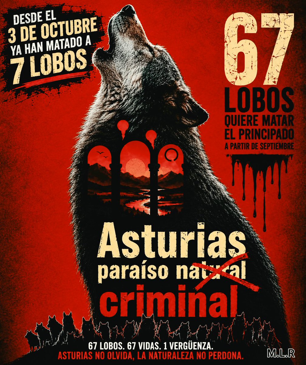 Marcoslrua's tweet photo. ASTURIAS: 67 LOBOS EN EL PUNTO DE MIRA. SIETE VIDAS ARREBATADAS DESDE EL 3 DE OCTUBRE.

Desde el 3 de octubre, ya han matado que se sepa a 7 lobos en Asturias. Siete animales menos en nuestros montes. Siete vidas sacrificadas en nombre de una política que sigue tratando a un depredador imprescindible como si fuera un enemigo al que hay que eliminar.

Y, por si fuera poco, estos días un mal llamado Agente del Medio Natural César González Noriega, funcionario del @GobAsturias, fue sorprendido realizando una espera de lobo en los montes de Caso.

¿Habrá matado algún ejemplar más? 

Un hecho que, de confirmarse en todos sus extremos, merece explicaciones y una respuesta clara por parte de la administración asturiana de @AdrianBarbon. Quienes tienen responsabilidades en la protección del patrimonio natural deben estar a la altura de esa obligación.

¿En qué momento hemos normalizado que matar lobos se presente como una solución? ¿Dónde quedan la conservación, la responsabilidad ambiental y el deber de proteger la biodiversidad?

El lobo no es una alimaña ni un enemigo del mundo rural. Es una pieza fundamental de los ecosistemas, un depredador apical que contribuye al equilibrio ecológico y cuyo valor no puede reducirse a los intereses particulares de quienes exigen su desaparición.

Asturias presume de paraíso natural mientras permite que la muerte del lobo se convierta en una política pública. Esa contradicción no se tapa con propaganda ni se resuelve disparando contra quienes forman parte de nuestro patrimonio natural.

Exigimos transparencia, explicaciones y responsabilidad. Queremos conocer los hechos, las circunstancias y las responsabilidades que correspondan. La conservación de la naturaleza no puede quedar subordinada a presiones sectoriales ni a decisiones que ignoren sus consecuencias ecológicas.

Porque cada lobo muerto supone una pérdida para la diversidad genética de la población, agrava la situación de una especie cuyo estado de conservación es desfavorable y empobrece nuestra biodiversidad. Cada muerte es un golpe más a su supervivencia y al equilibrio de los ecosistemas. Y cada decisión que debilita su protección nos aleja de una verdadera política de conservación.

#LoboVivo #Asturias #NoALaCazaDelLobo #Biodiversidad #Conservación #Ciencia