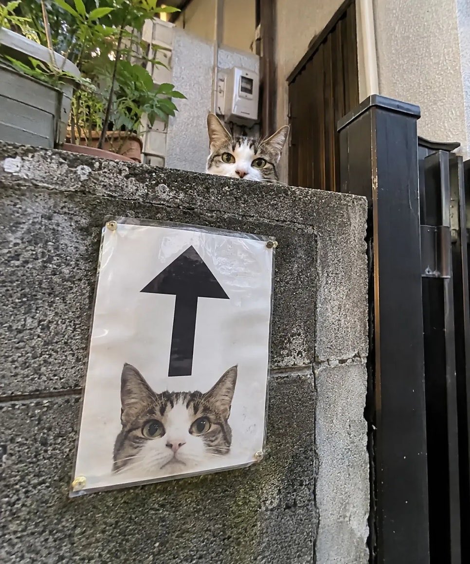 myfavzzal's tweet photo. ⬆️
🐱 https://t.co/1v5YrXrB0L