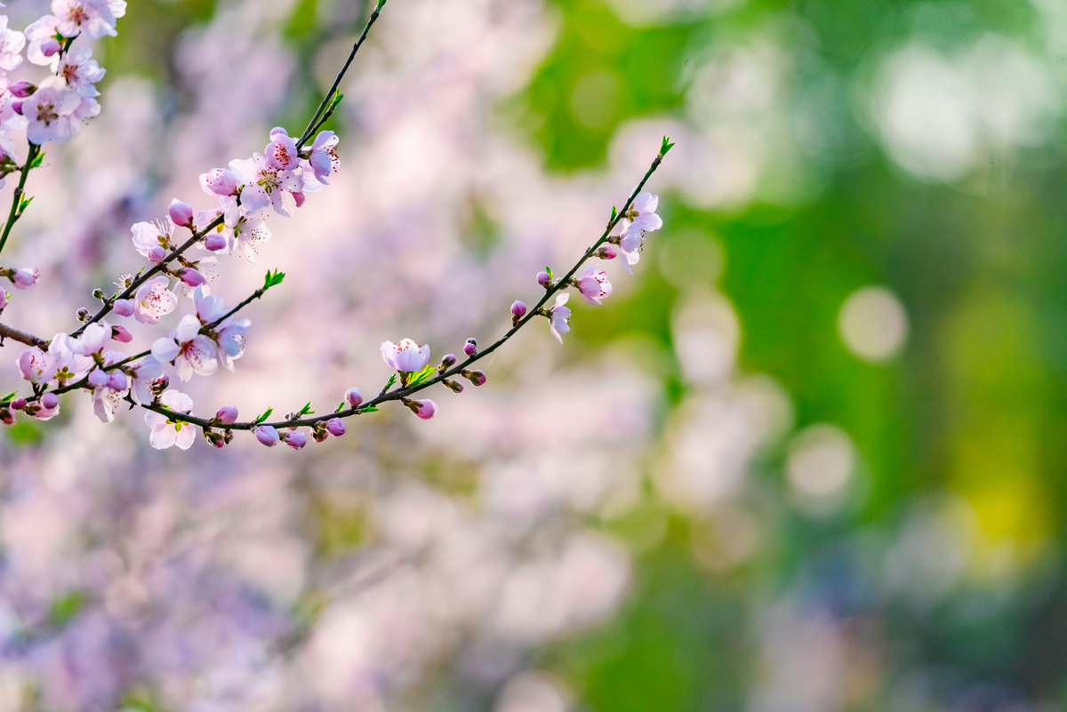 StarT_2msz's tweet photo. 椿の花びらが風に舞い、暇な時間に涌いてくる温かい思い出。 https://t.co/xcyCQcNUe4