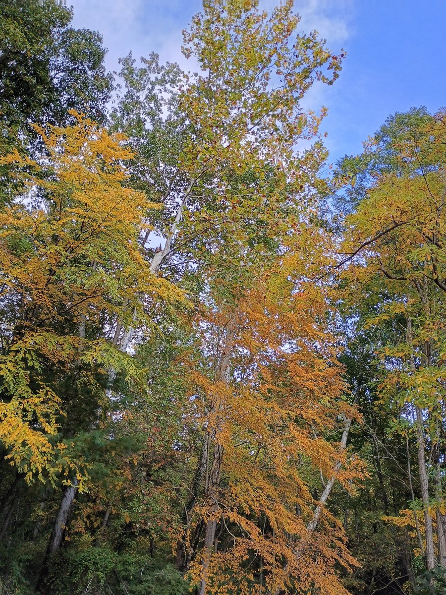 Robology13's tweet photo. Snapped a few autumn crek shots.
Moar on da FaceBook, which doesn't have a FOUR IMAGE(?!?!?!?!?) limit.
Da Facebook - https://t.co/ngv5T5awz8
#CountTheBlessings #AutumnColors #AutumnTrees #Creekz #Streamz #BeautifulNature #BeautifulAutumn #Stunning #Amazing #TrueArt #NaturesPaintBrush #GodsPen #UnWrap #Presents #UnwrappingPresents #AutumnLeaves #AutumnCreeks