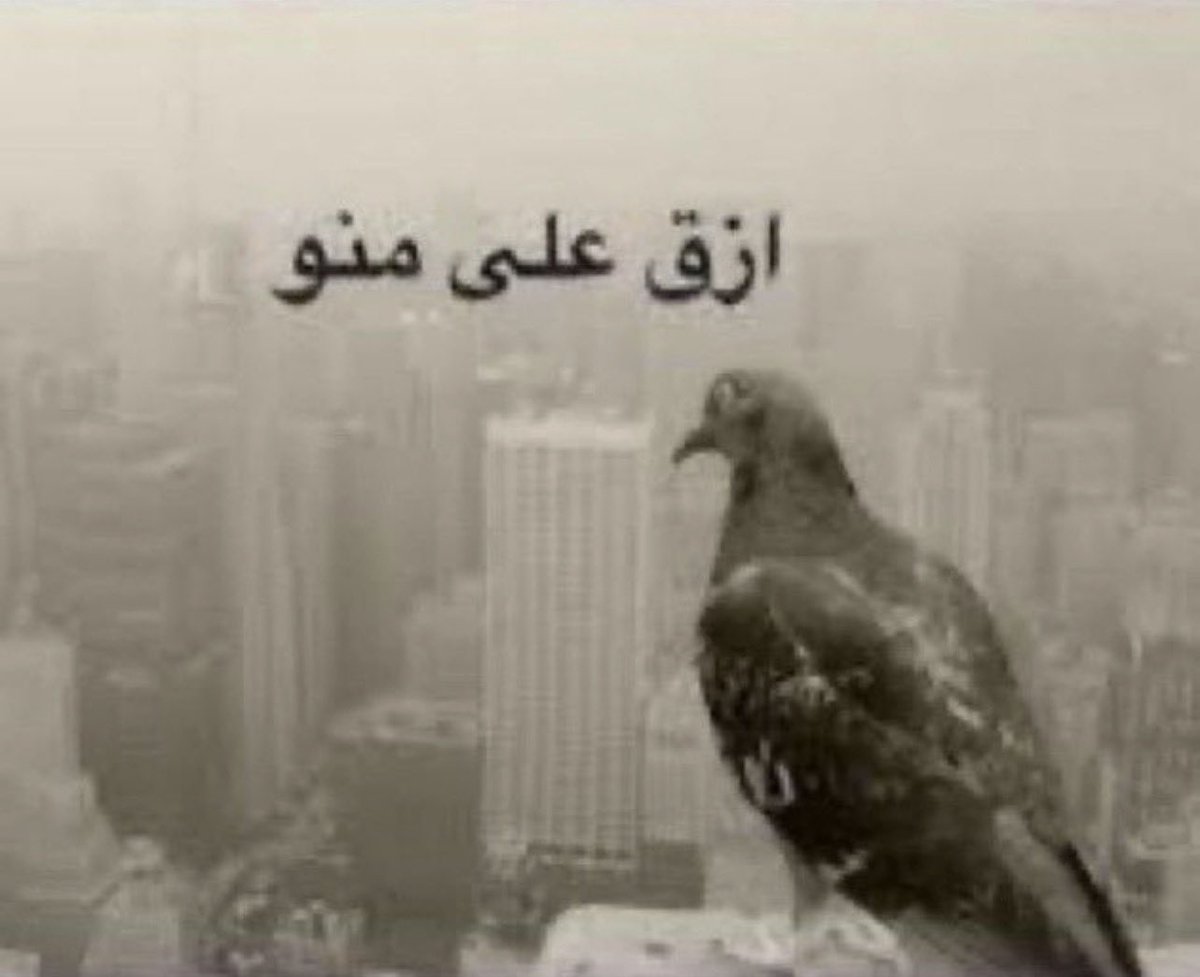 1llievo's tweet photo. @LoveMajed8 وضعي https://t.co/Rp1ideyMuL